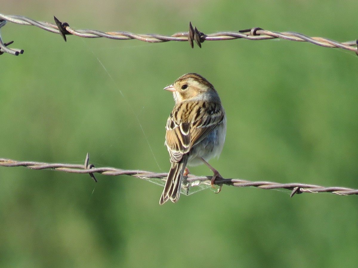 Clay-colored Sparrow - ML642494693