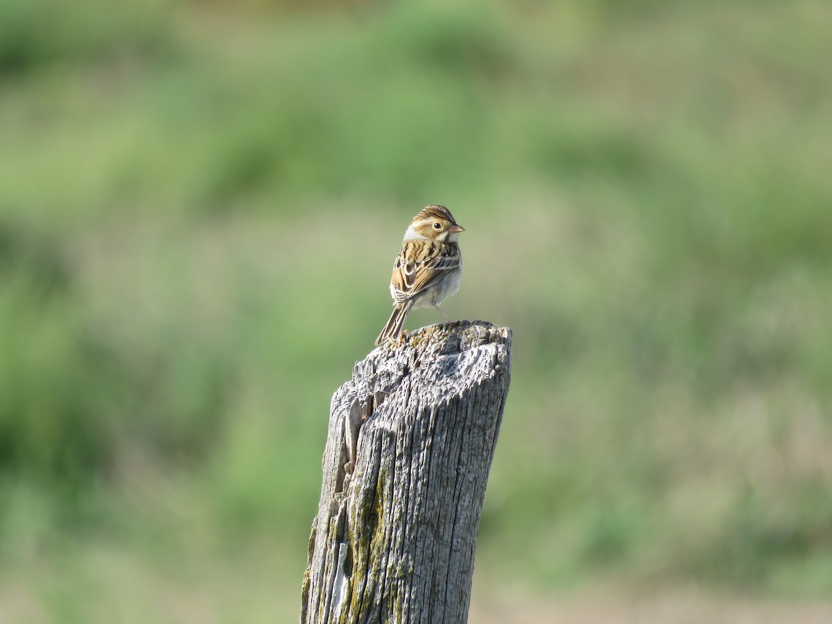 Clay-colored Sparrow - ML642494694