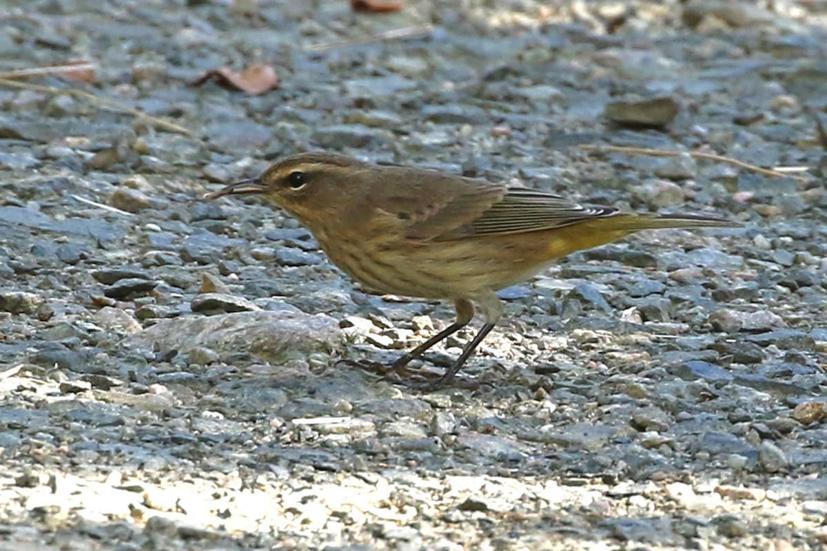 Palmenwaldsänger (palmarum) - ML642494719