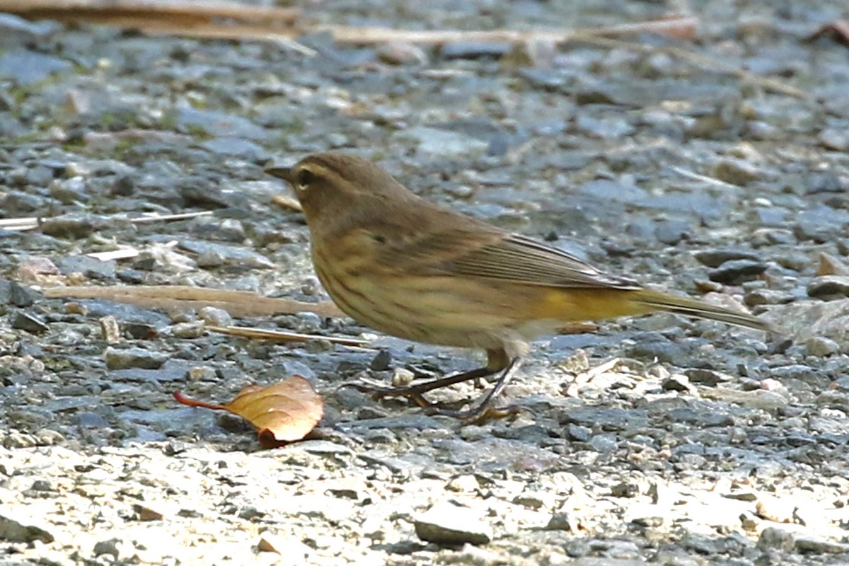 Palmenwaldsänger (palmarum) - ML642494720
