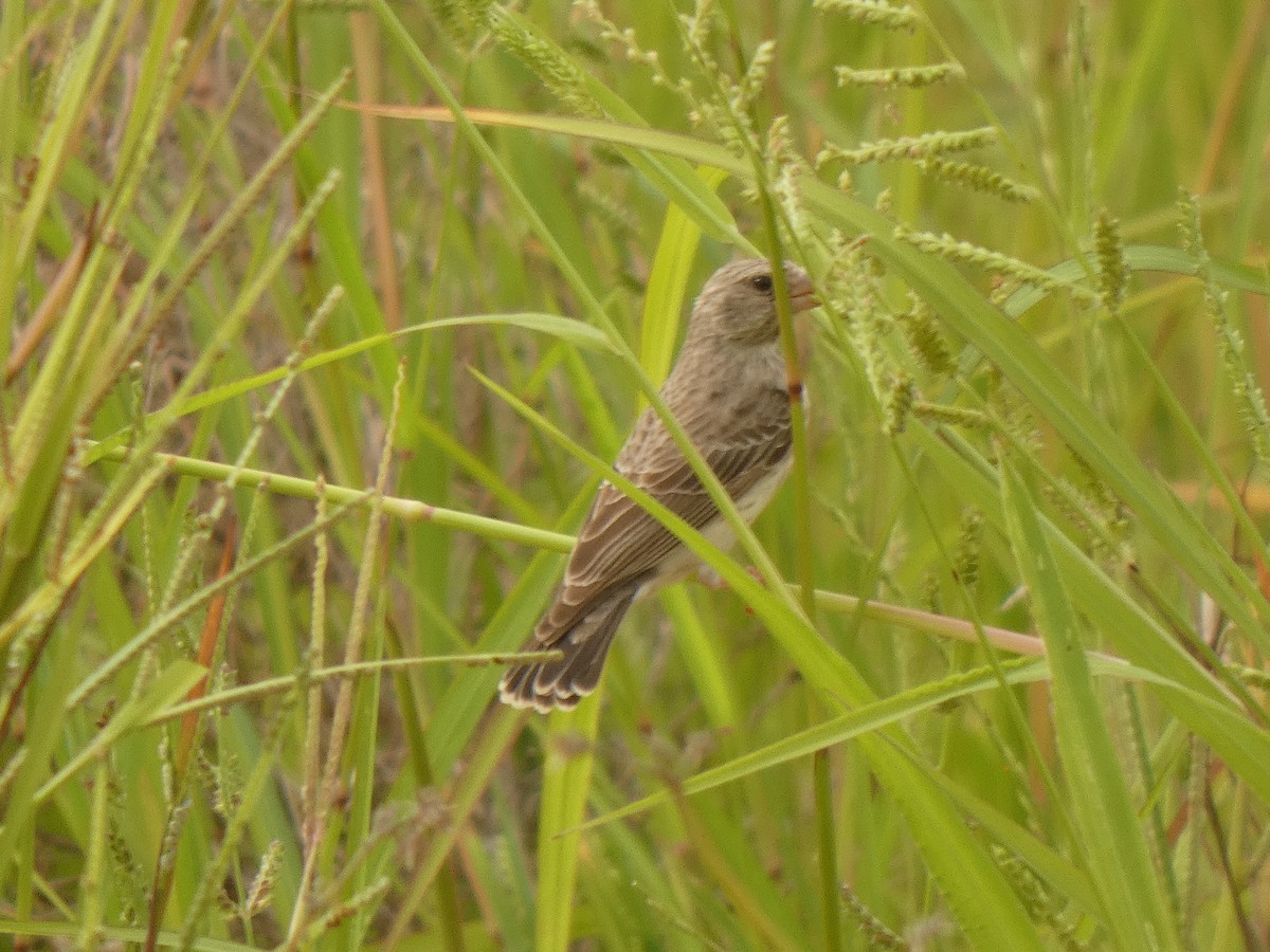 White-rumped Seedeater - ML642494724