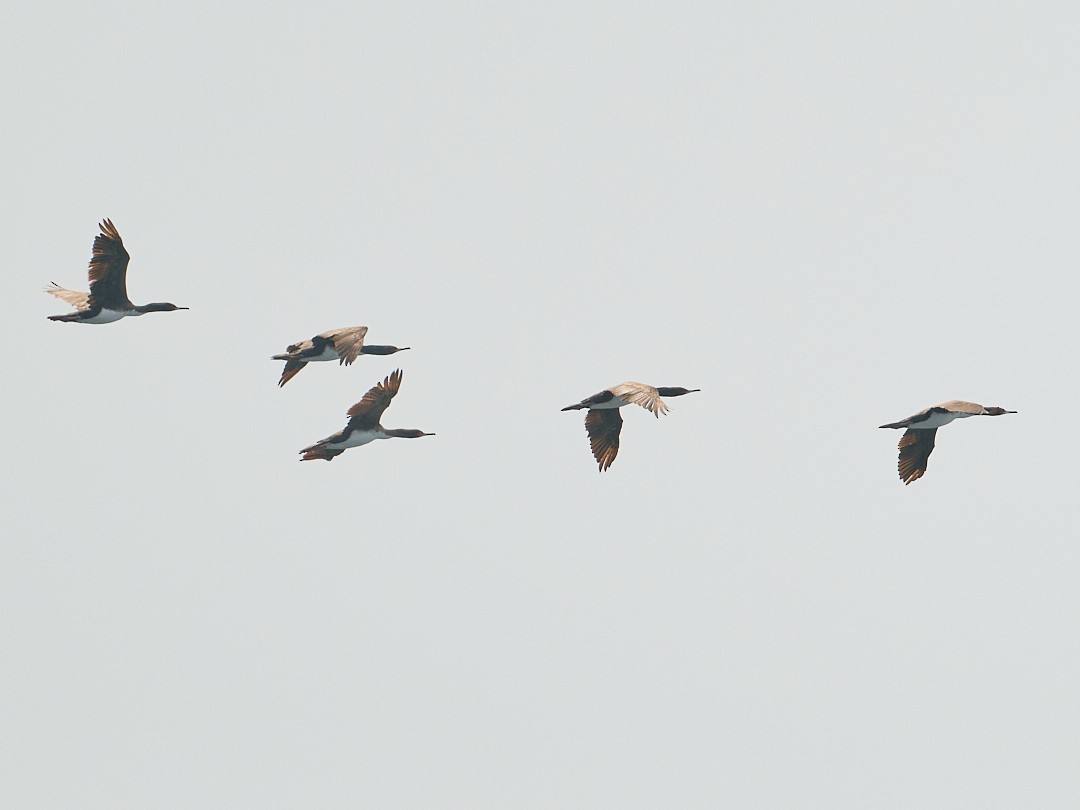 Guanay Cormorant - ML642494750