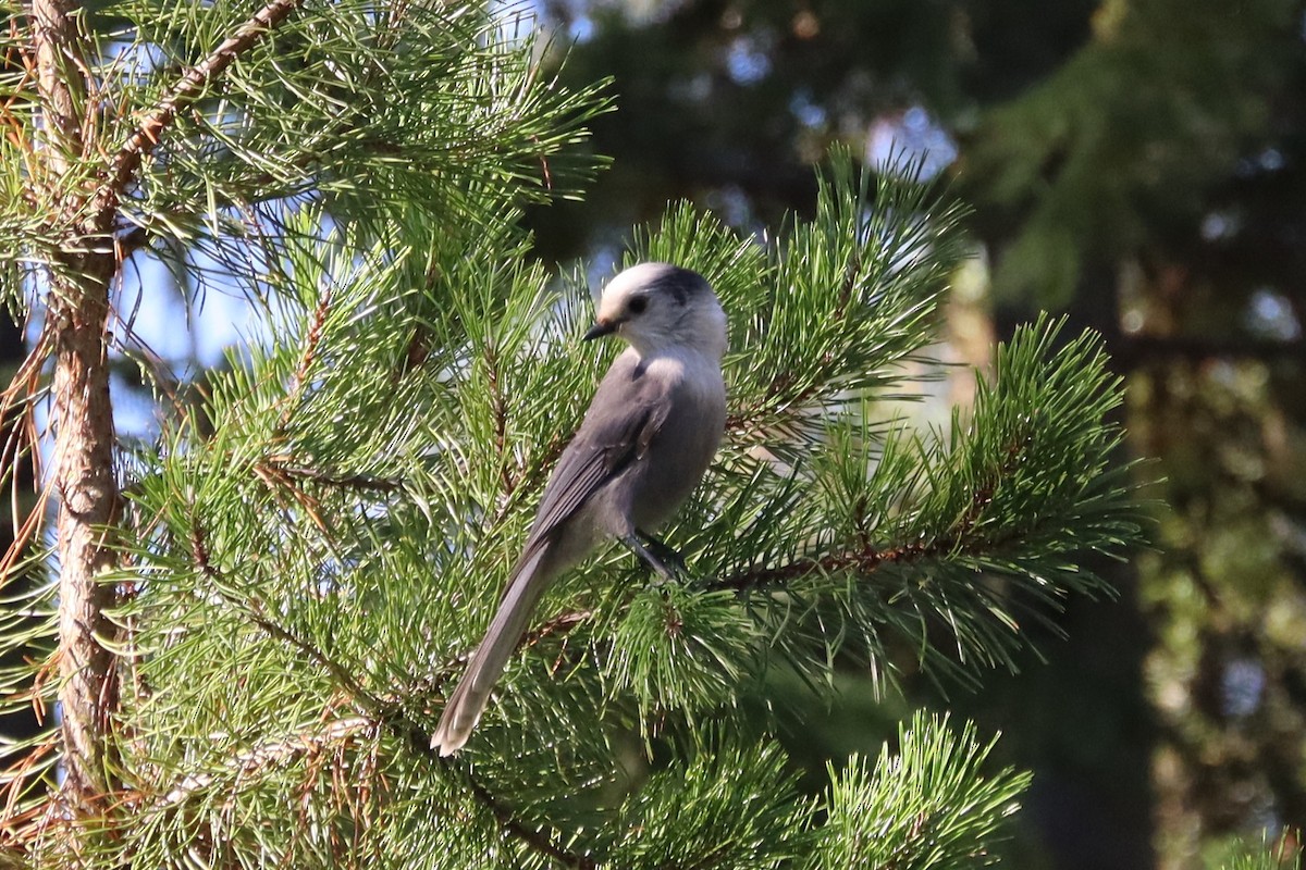 gråskrike - ML642494761