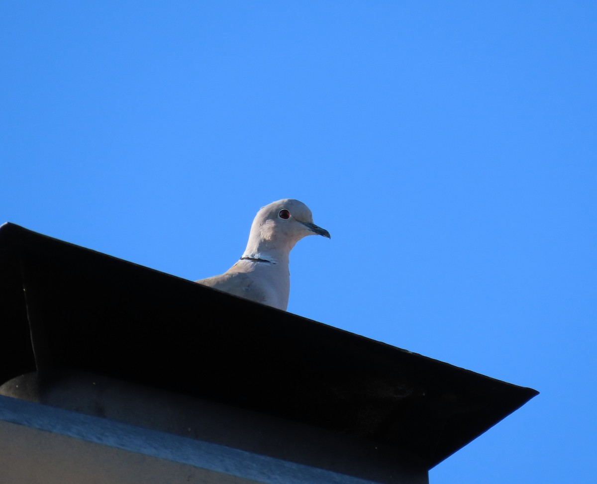 Буулгат хүүрзгэнэ - ML642494763