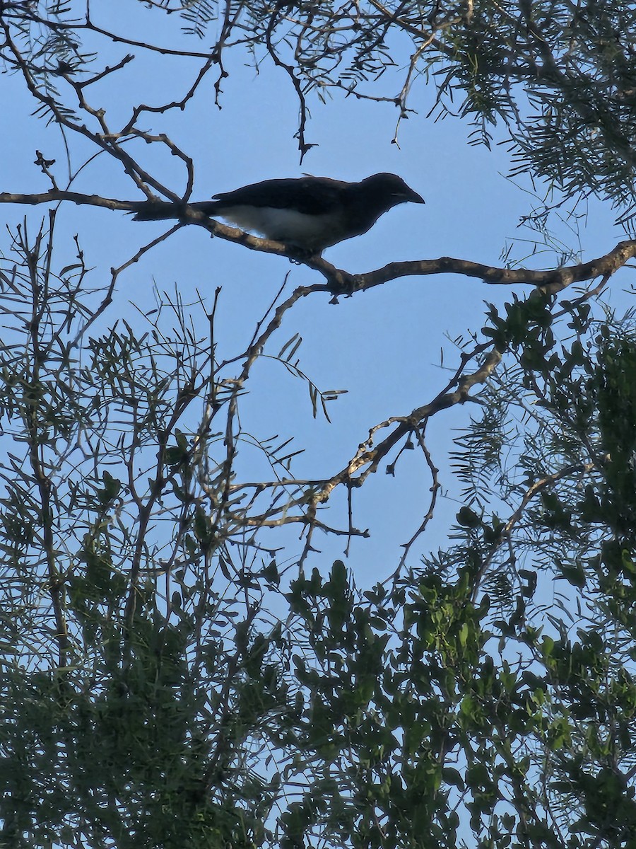 Brown Jay - ML642494768