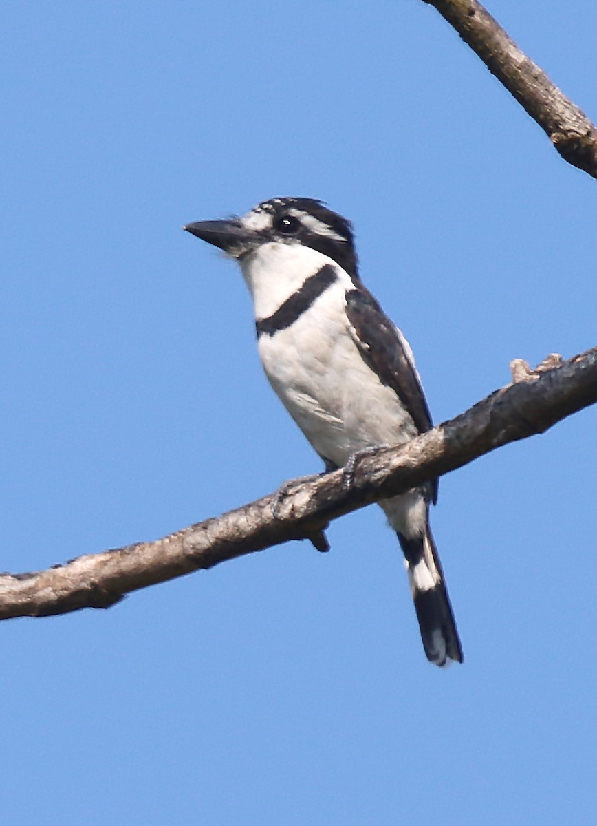 Pied Puffbird - ML642494809