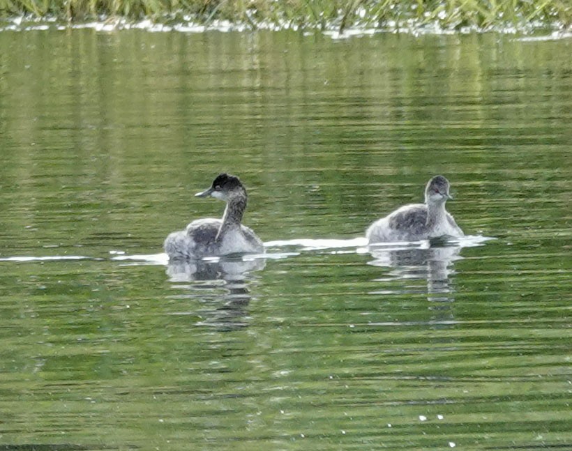 potápka černokrká - ML642494830