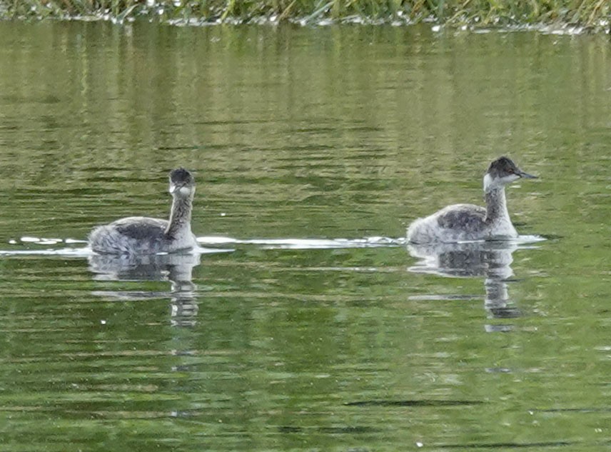 potápka černokrká - ML642494831