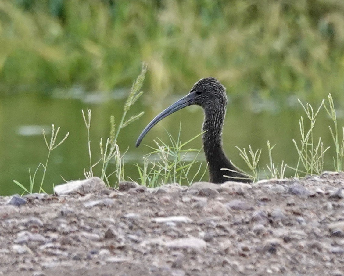 ibis americký - ML642494842