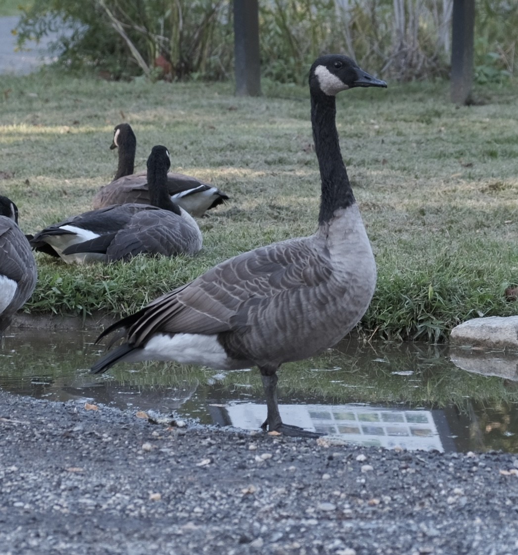 Canada Goose - ML642494843