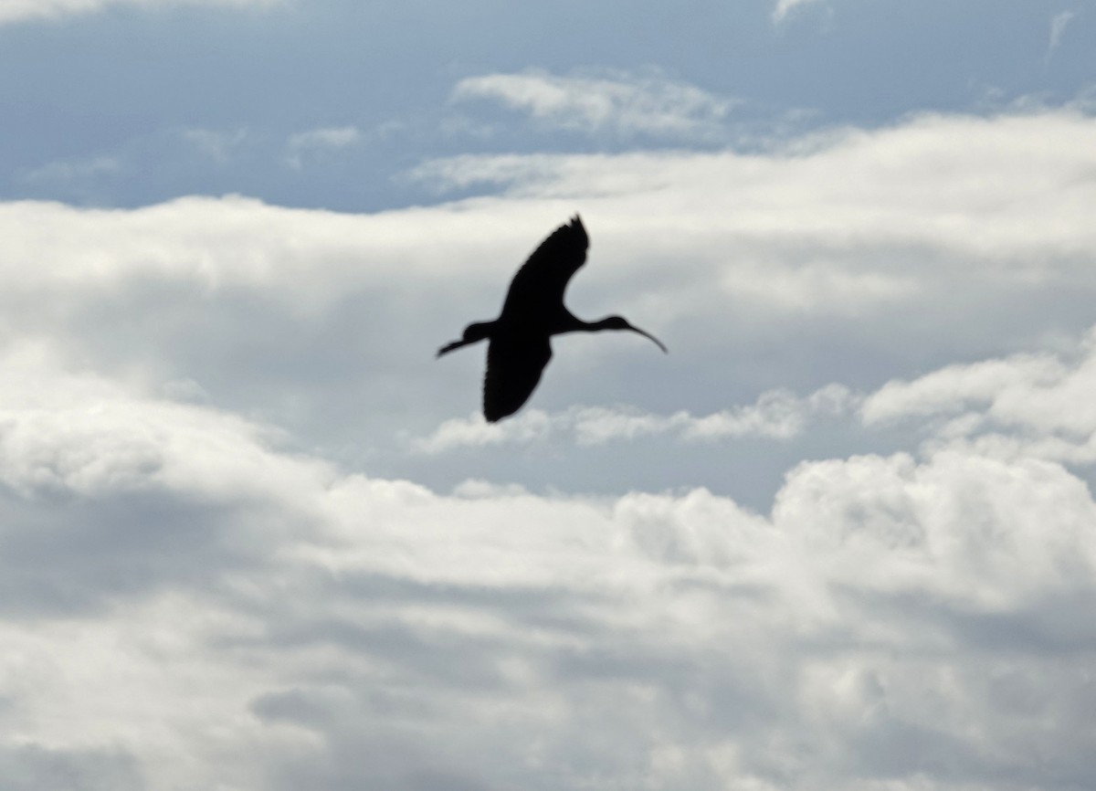 ibis americký - ML642494845
