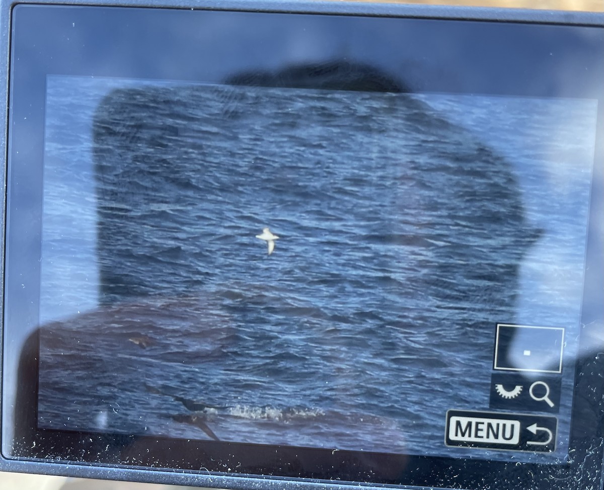 Буревісник малий - ML642494847