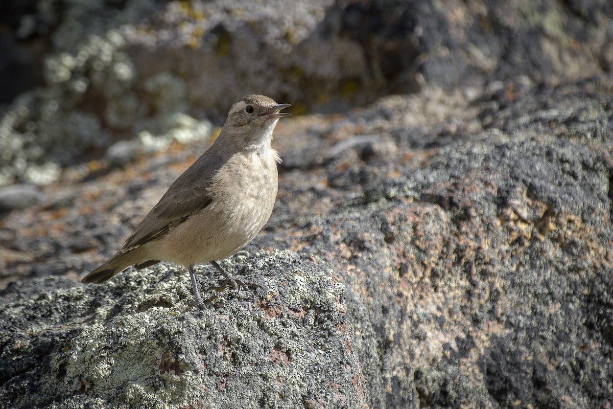Géositte à ailes rousses - ML642494854