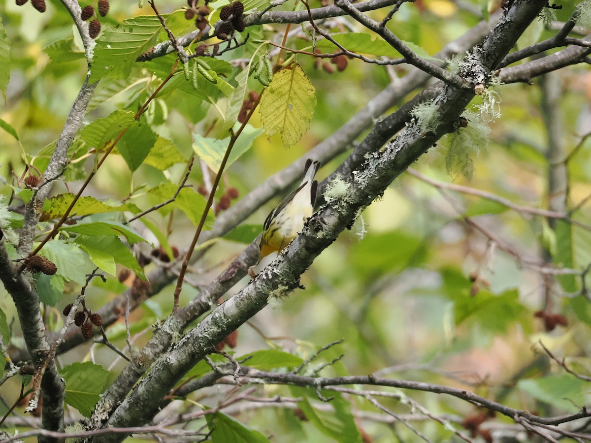 Blackburnian Warbler - ML642494865