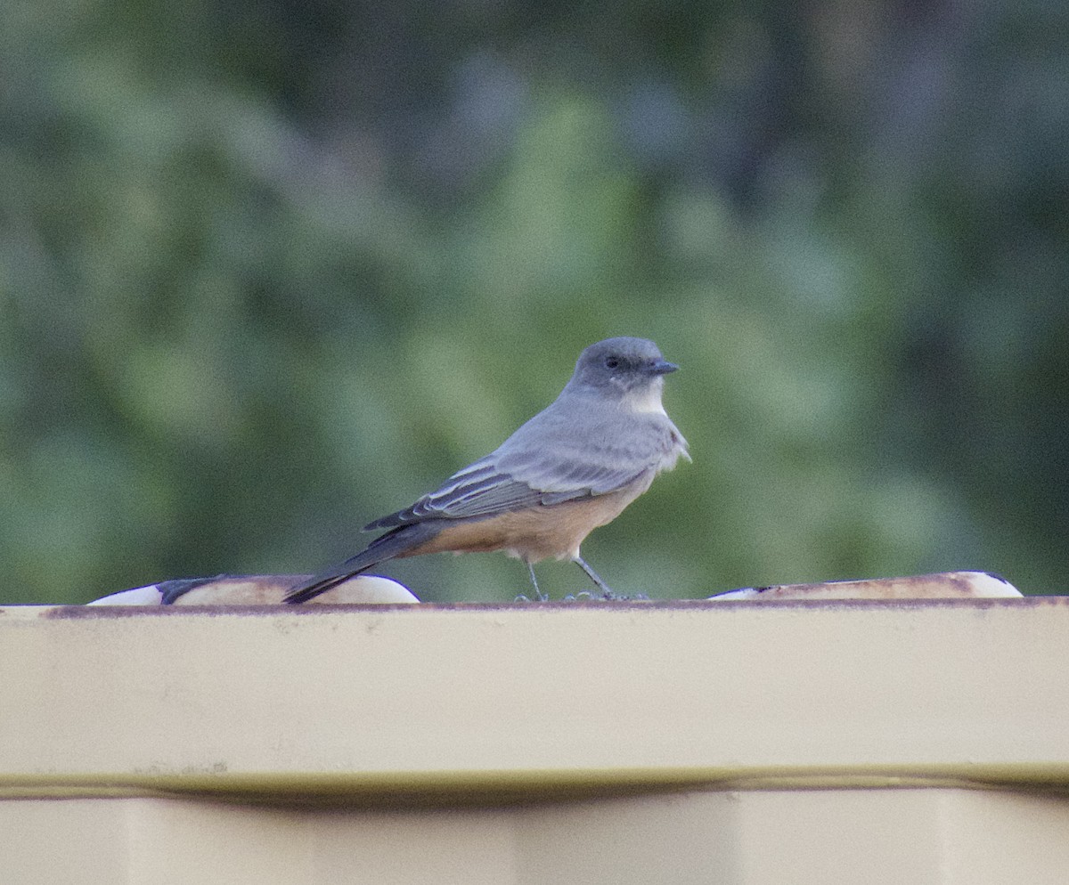 Say's Phoebe - ML642494905