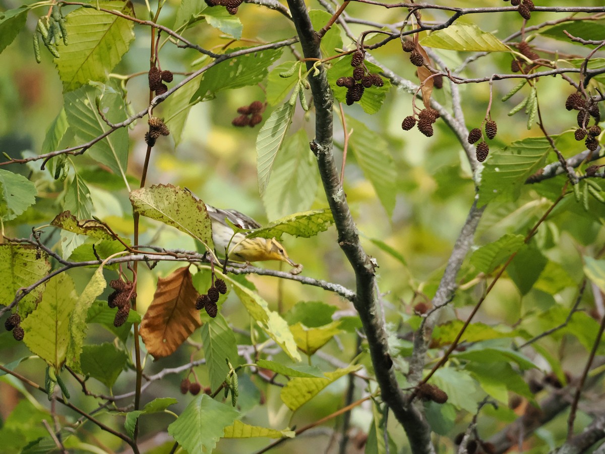 Blackburnian Warbler - ML642494907