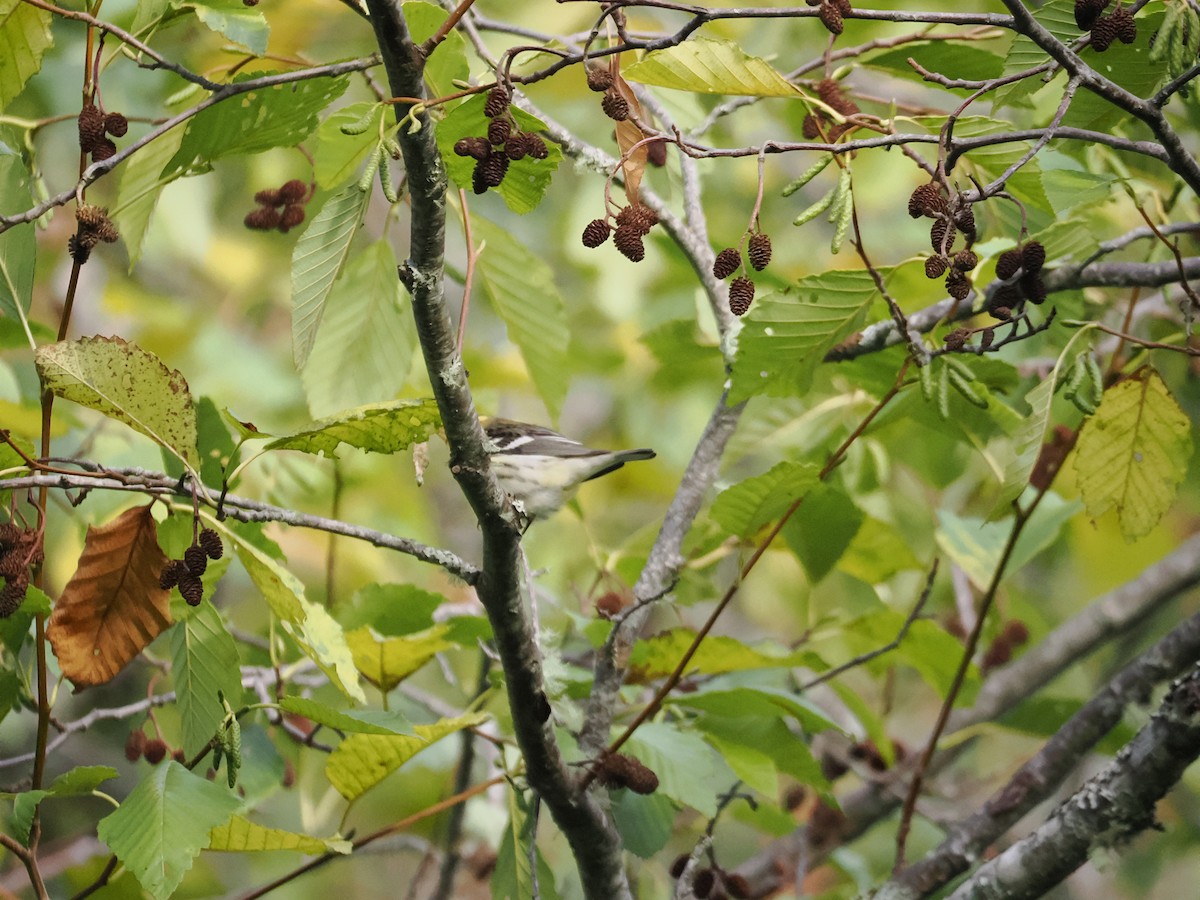 Blackburnian Warbler - ML642494913