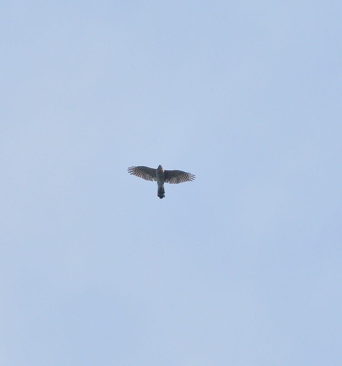 Cooper's Hawk - ML642494938