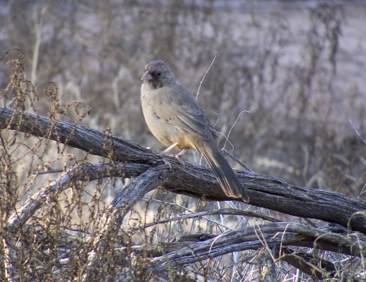 Abert's Towhee - ML642494939