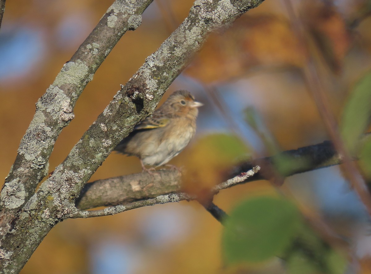 Grasshopper Sparrow - ML642494940