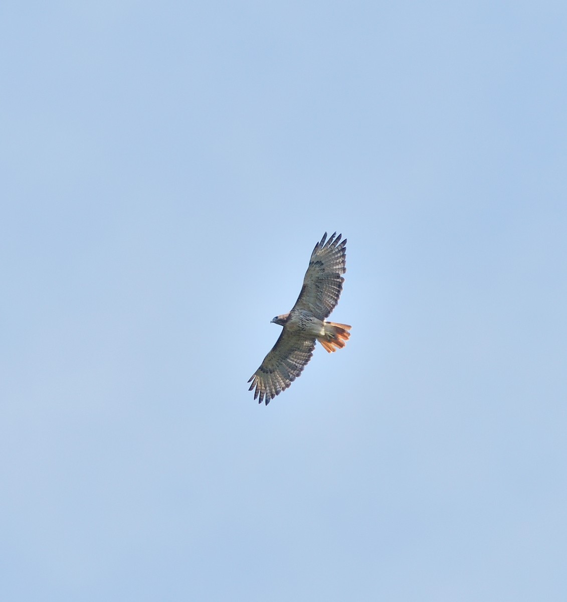 Red-tailed Hawk - ML642494941