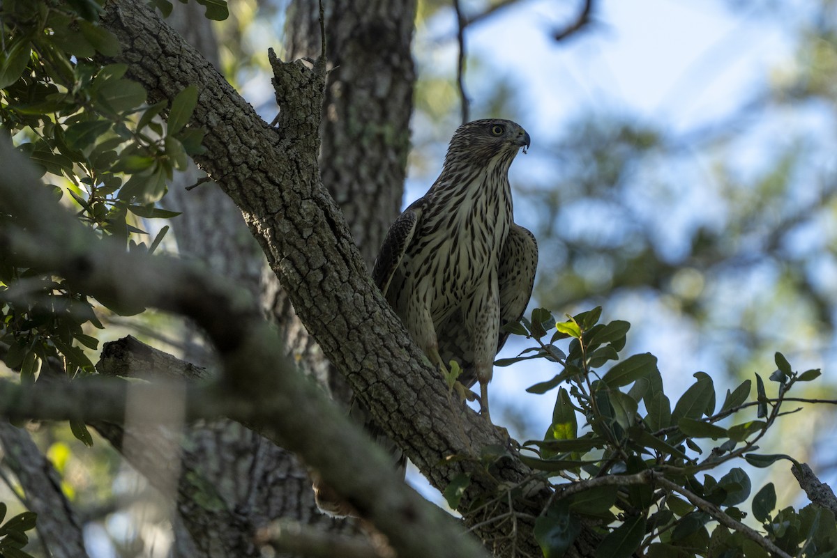 Cooper's Hawk - ML642494963