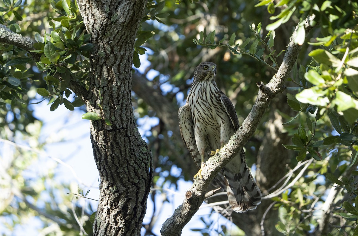 Cooper's Hawk - ML642494965