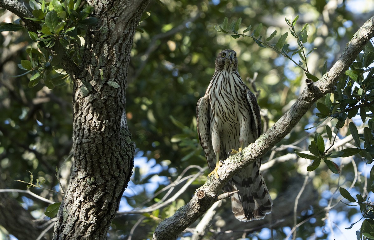 Cooper's Hawk - ML642494975
