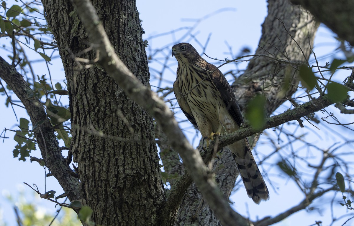 Cooper's Hawk - ML642494984