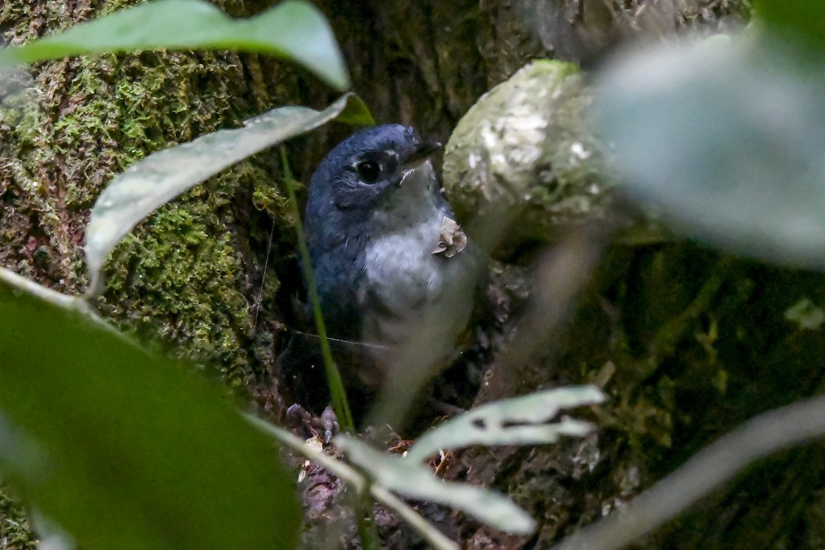 White-breasted Tapaculo - ML642494995