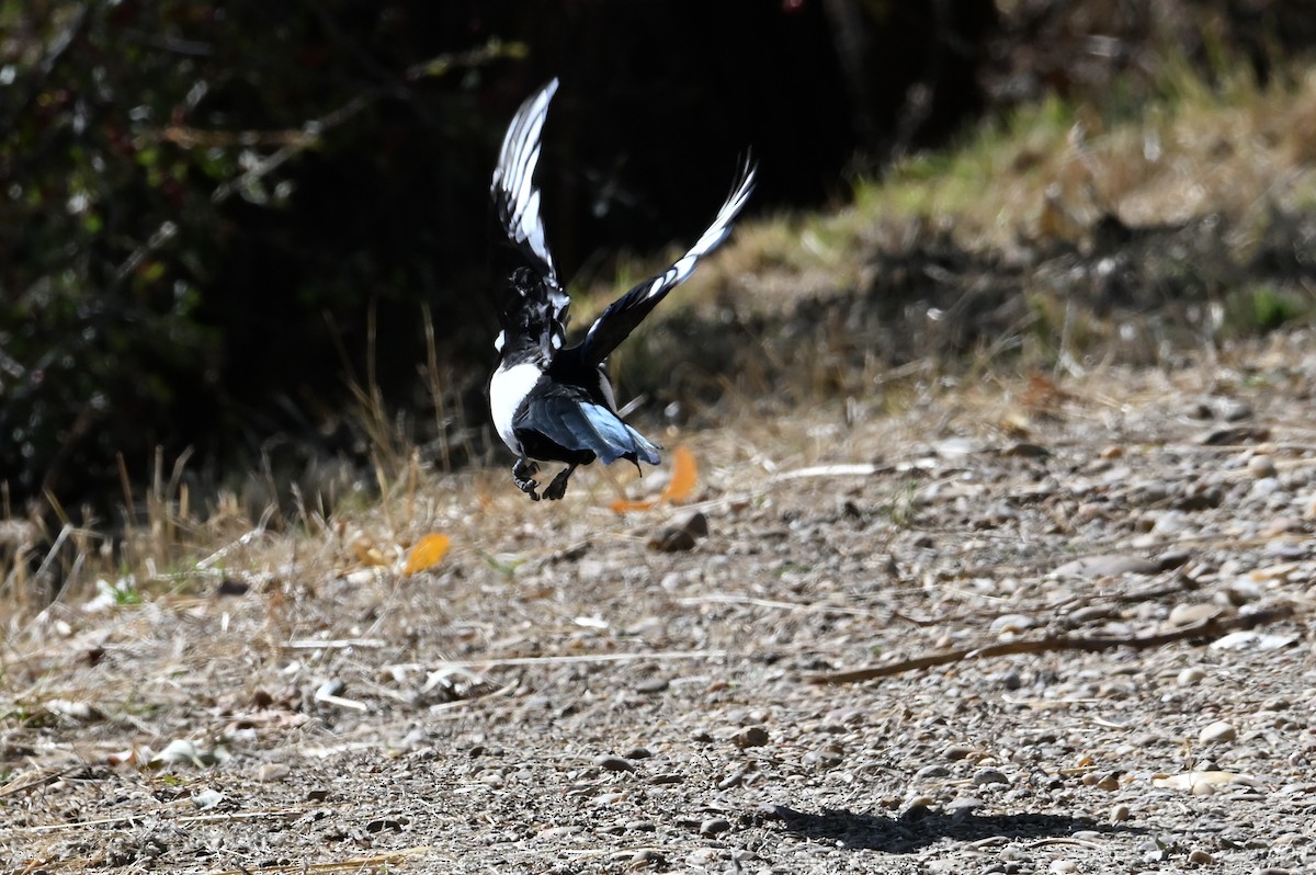 Eurasian Magpie - ML642495049
