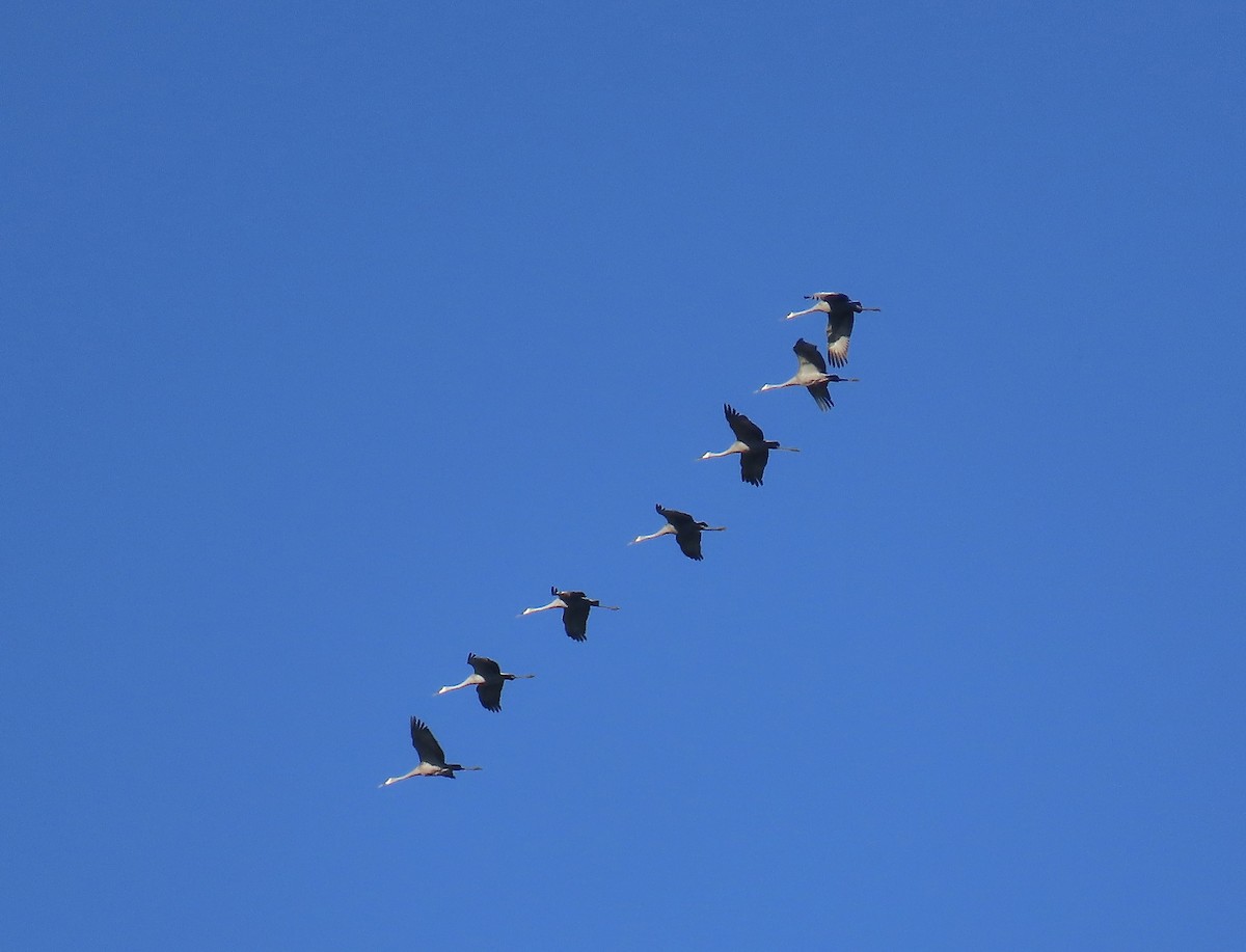 Sandhill Crane (Greater) - ML642495157