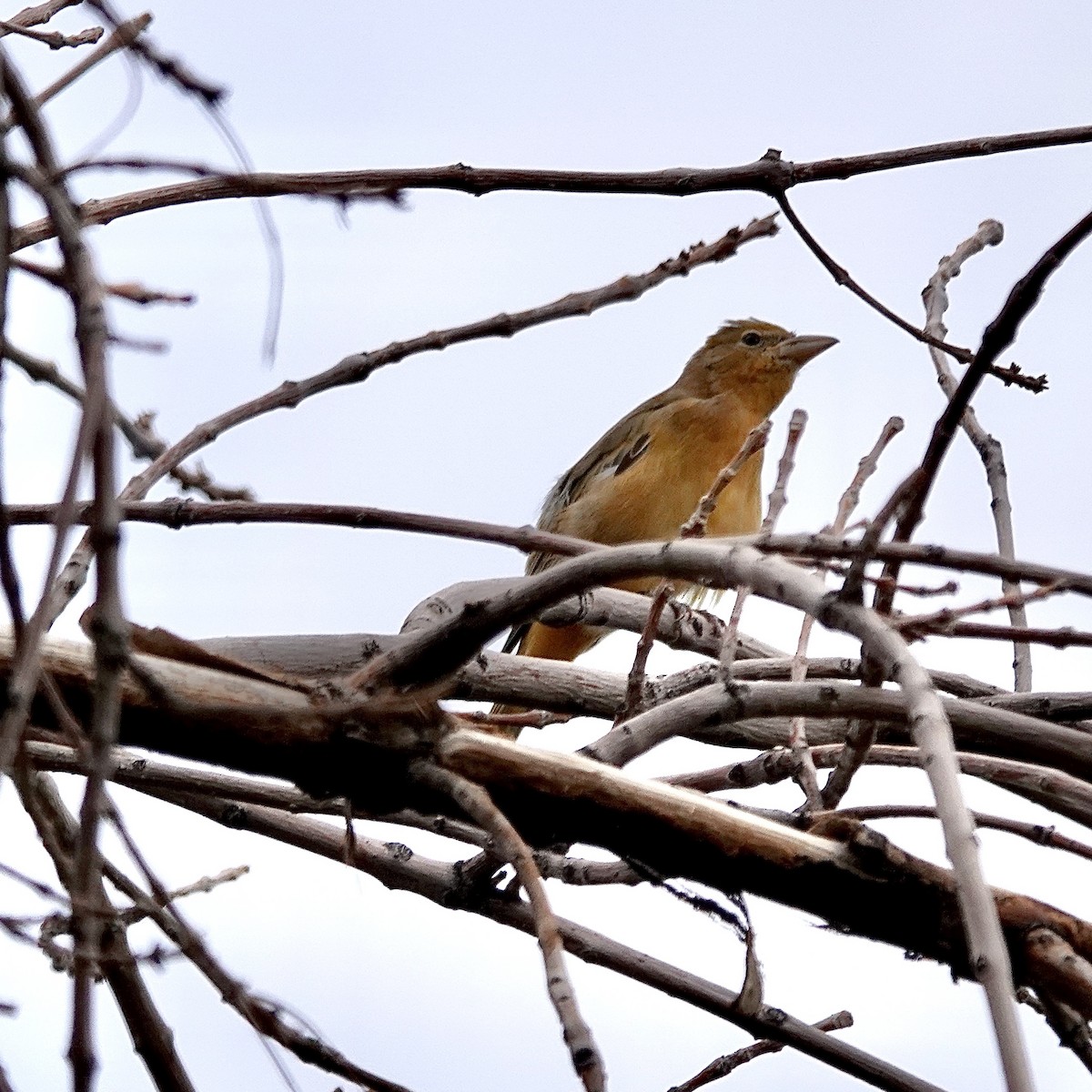 Summer Tanager - ML642495159