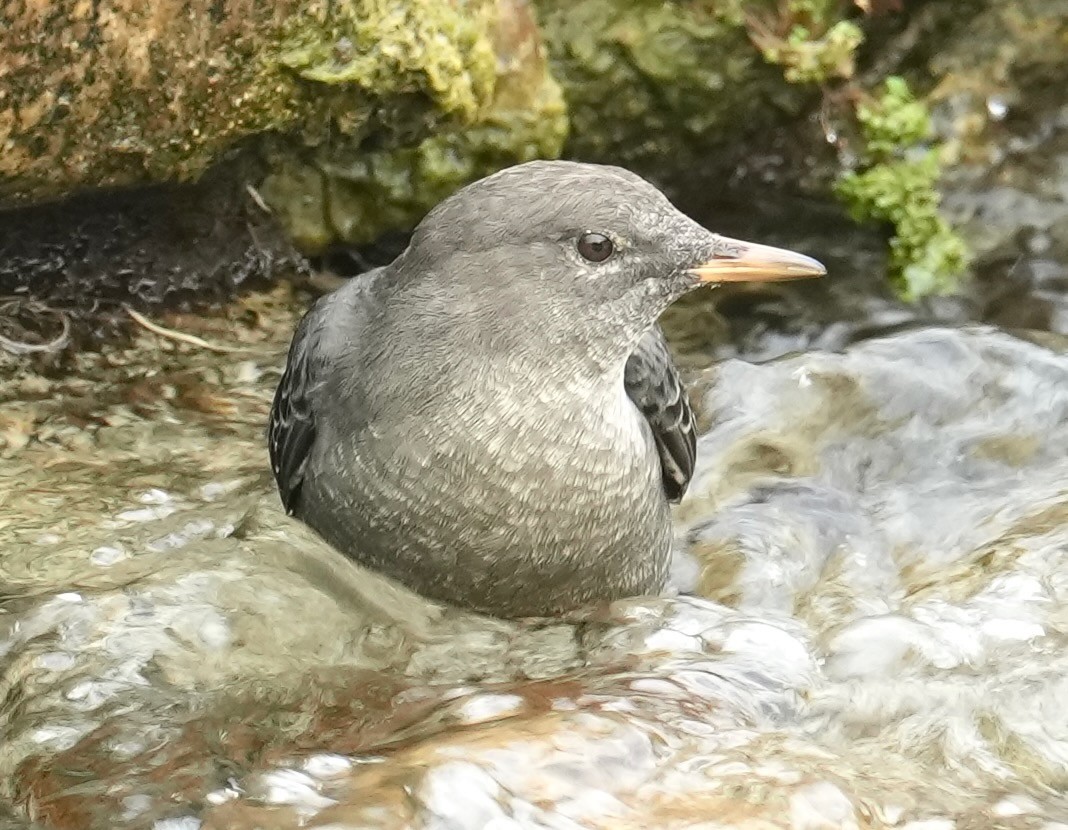 American Dipper - ML642495179