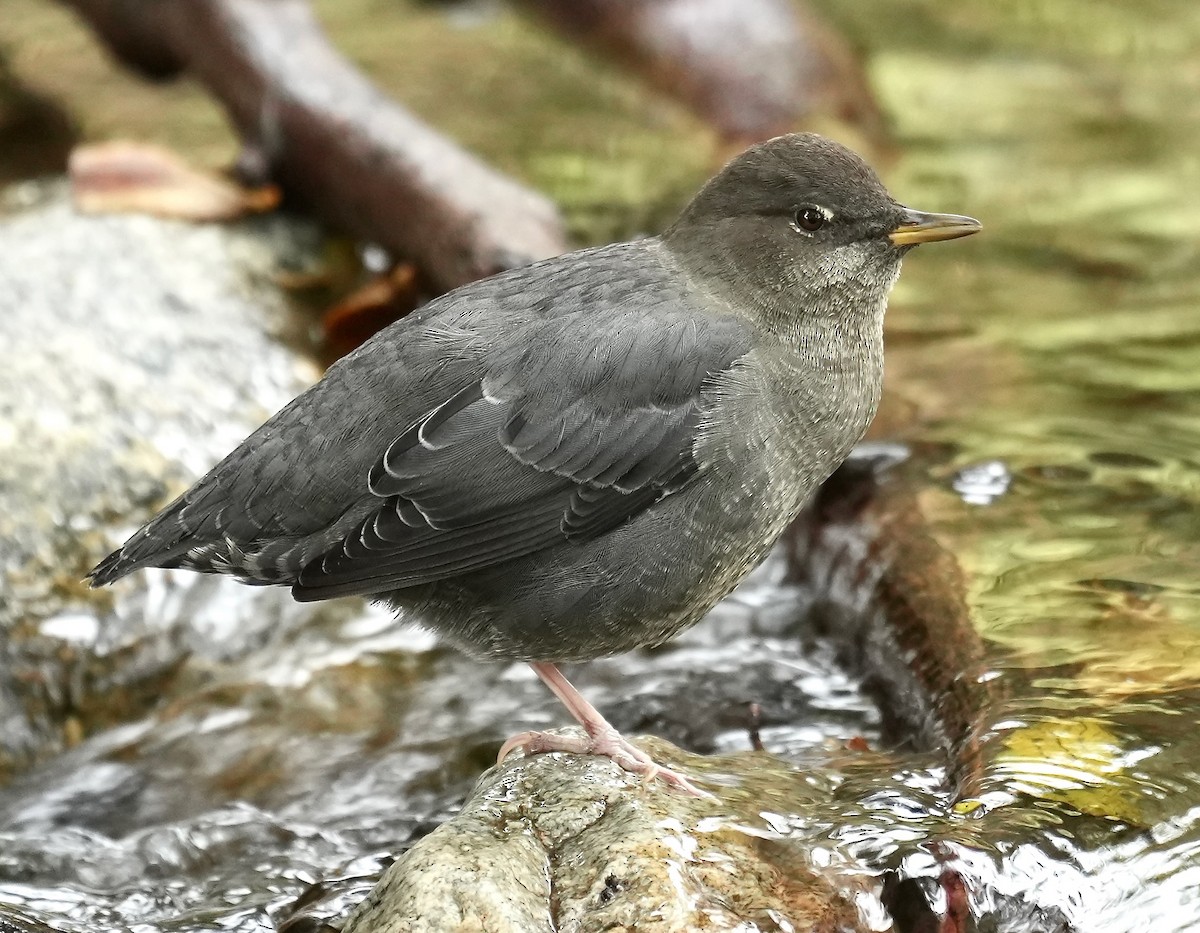 American Dipper - ML642495180
