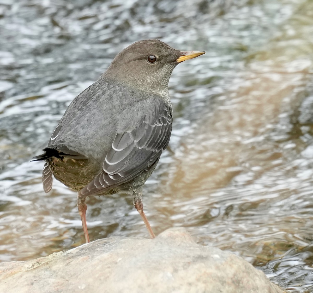 American Dipper - ML642495182