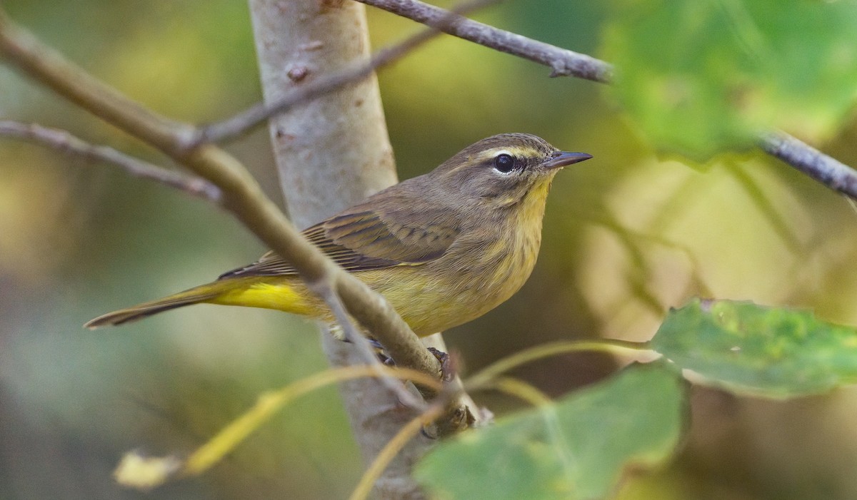Palm Warbler - ML642495193