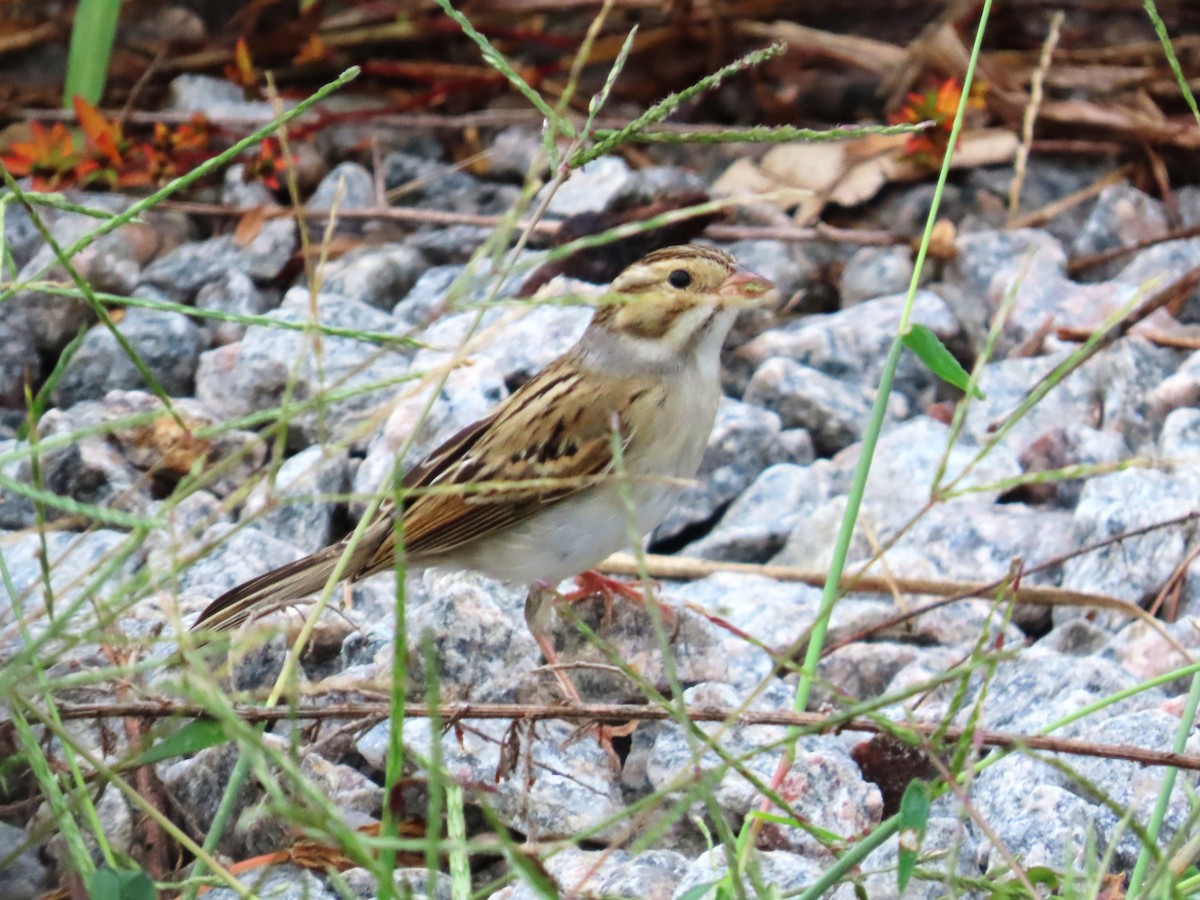 Clay-colored Sparrow - ML642495196