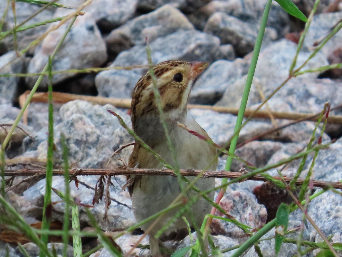 Clay-colored Sparrow - ML642495202