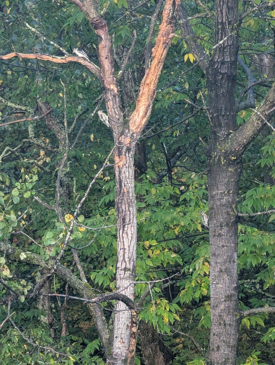 Hairy Woodpecker - ML642495229