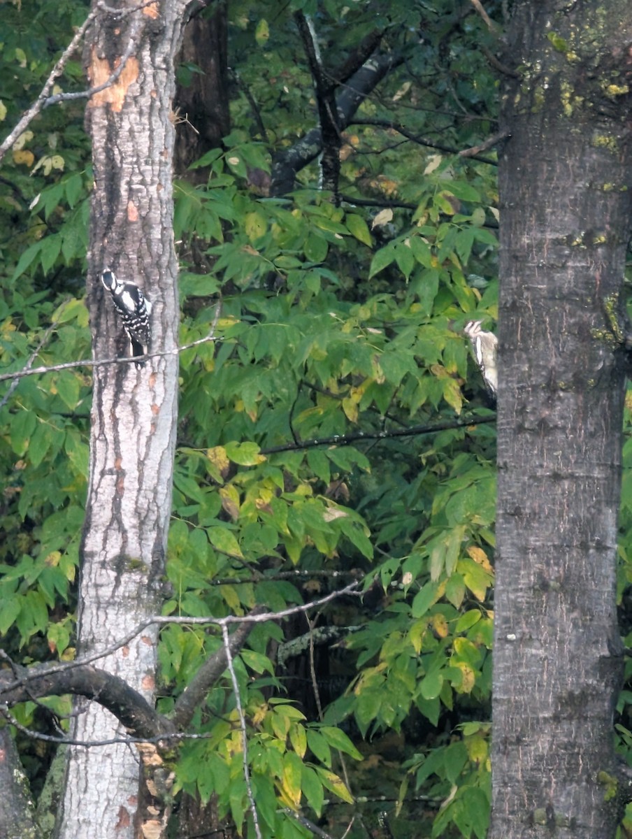 Hairy Woodpecker - ML642495236
