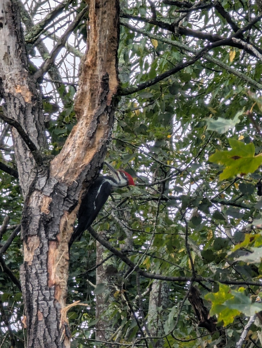 Pileated Woodpecker - ML642495262