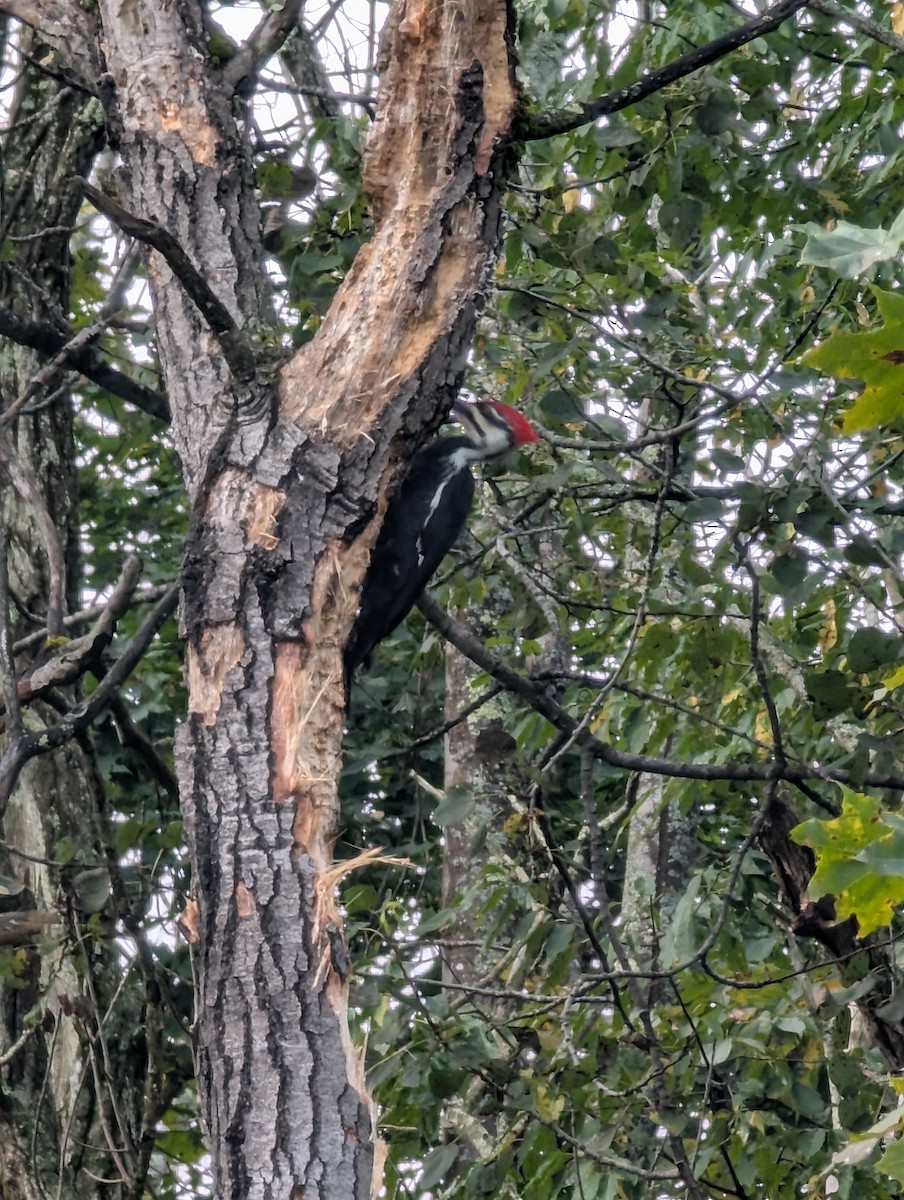 Pileated Woodpecker - ML642495263