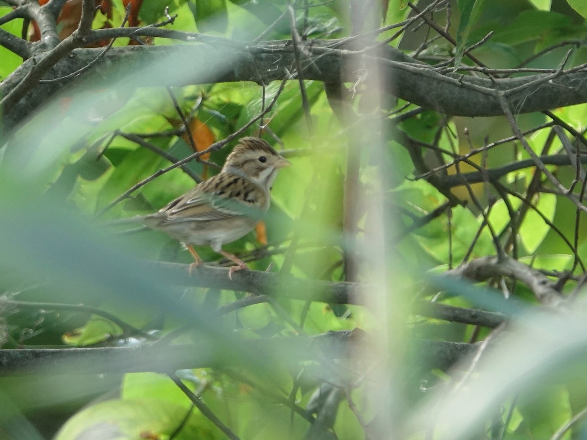 Clay-colored Sparrow - ML642495273
