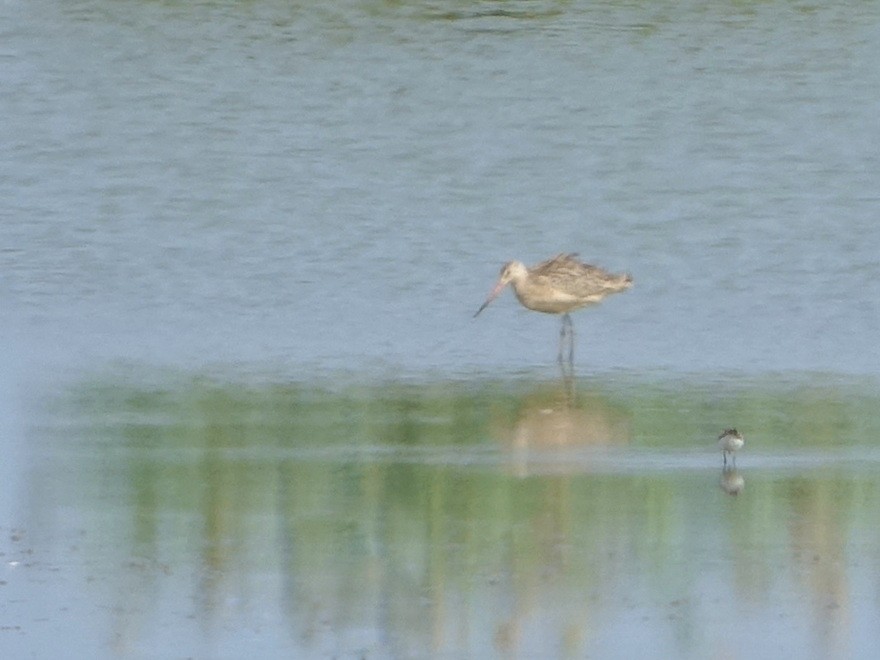Marbled Godwit - ML642495321