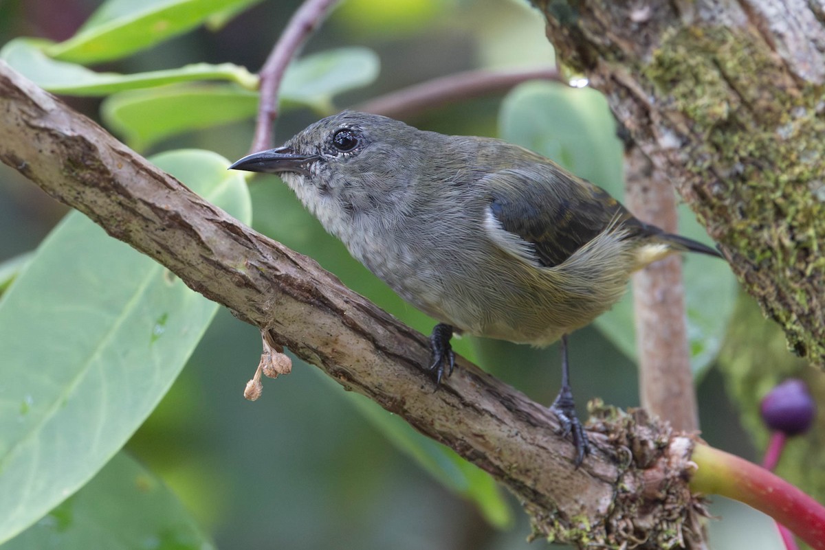Black-sided Flowerpecker - ML642495329