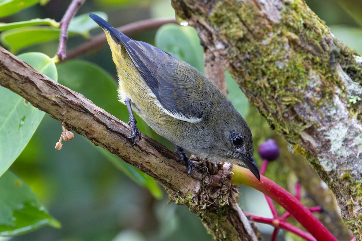 Black-sided Flowerpecker - ML642495330