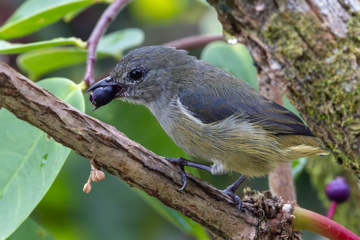 Black-sided Flowerpecker - ML642495331