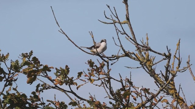 Сорокопуд чорнолобий - ML642495333