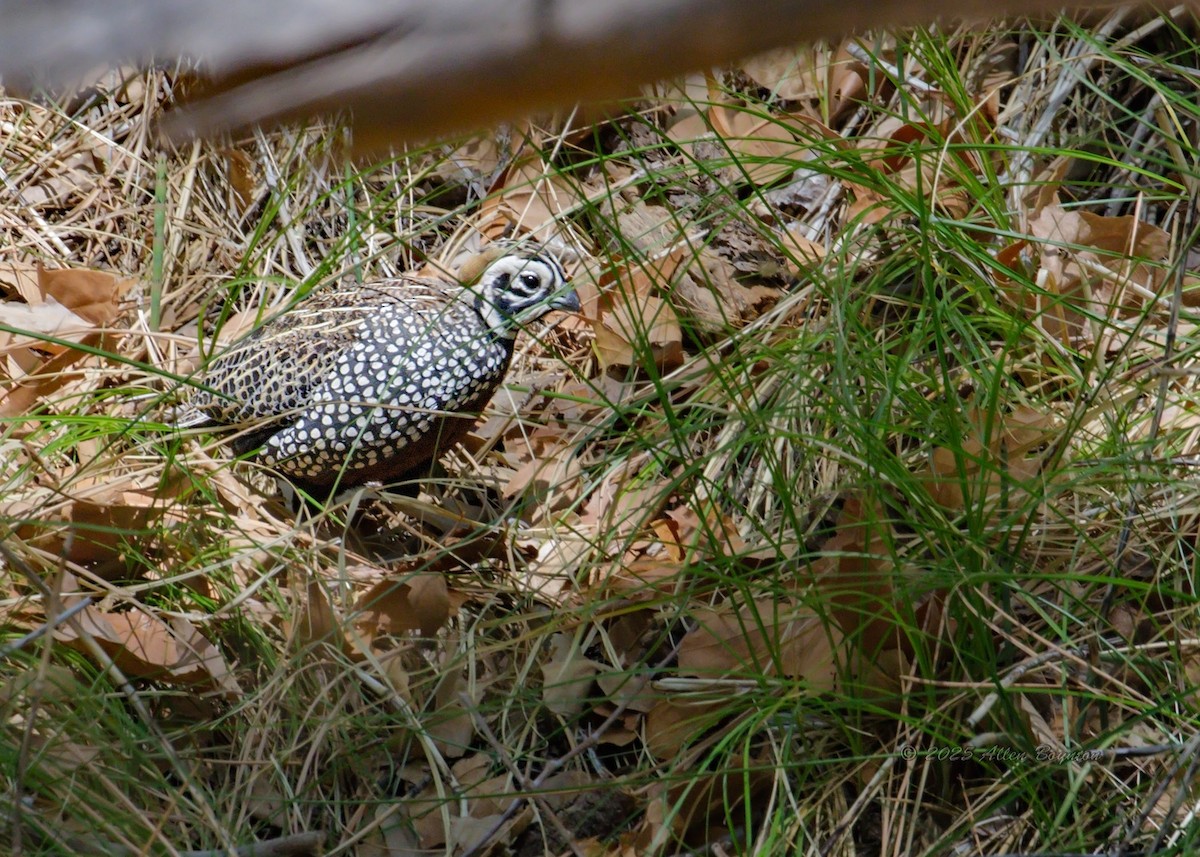 シロマダラウズラ - ML642495338